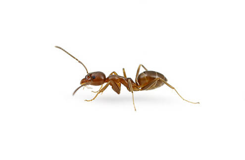 Argentine Ants live in large colonies, sometimes covering entire habitats such as an entire garden.