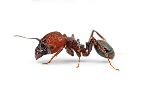 Big-Headed Ants are most commonly found in Hawaii, Florida and U.S. gulf coast states and are known for their aggressive, invasive nature that displaces native insect species.