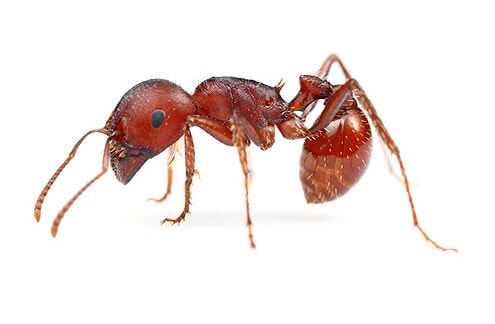  Harvester Ants build deep, underground nests in dry, desert-like conditions and are strong biters and sharp stingers.