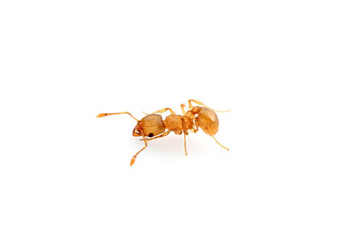 Little Fire Ants are found on the Hawaiian Islands and deliver a painful sting when disturbed.