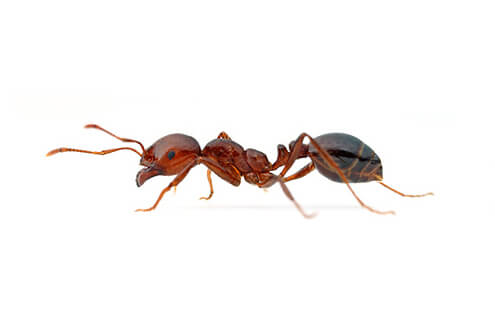 Red Imported Fire Ants are omnivores, active and aggressive who will sting any intruder repeatedly, injecting venom that is usually painful and sometimes fatal.
