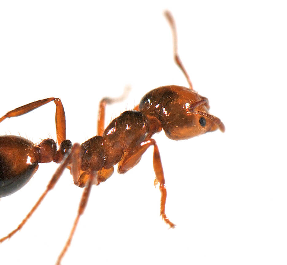 A close up photo of an ant with the little hairs on it's body in focus. 