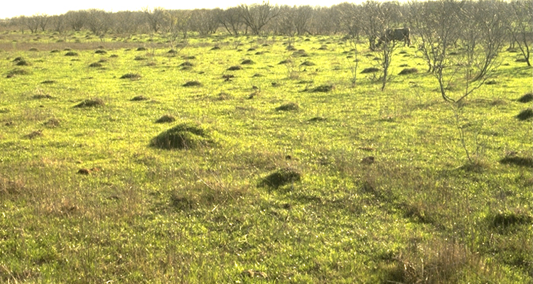 fire ant mounds
