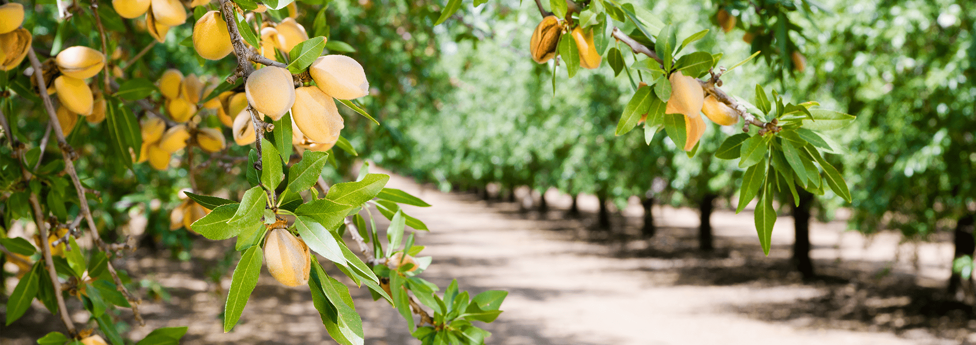 picturesque almond grove image across screen