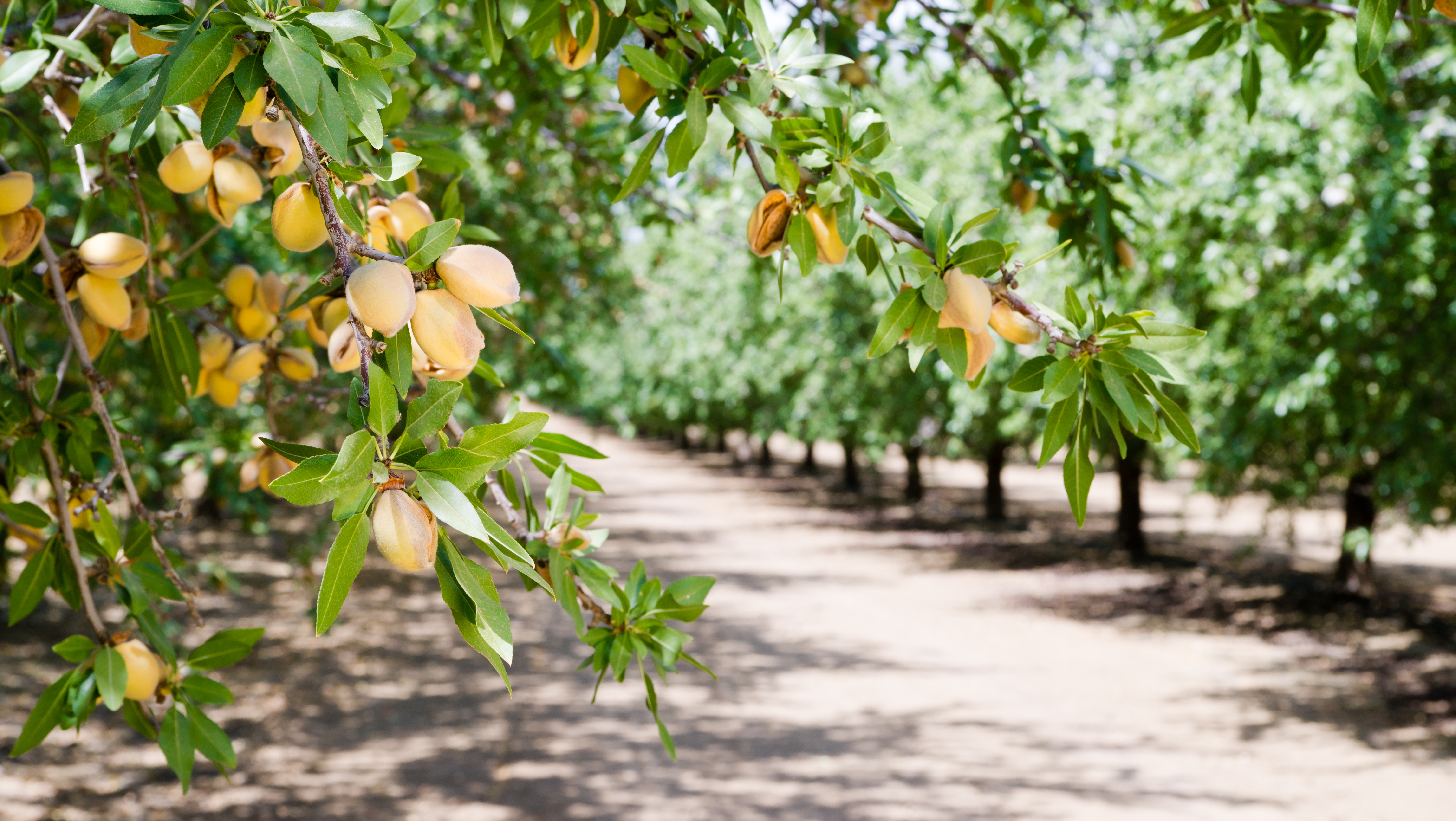 Almond Orchard