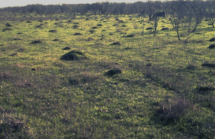 Field full of ant mounds