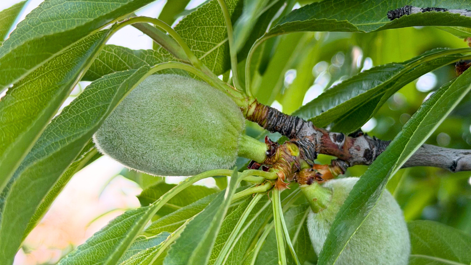 Almond Orchard