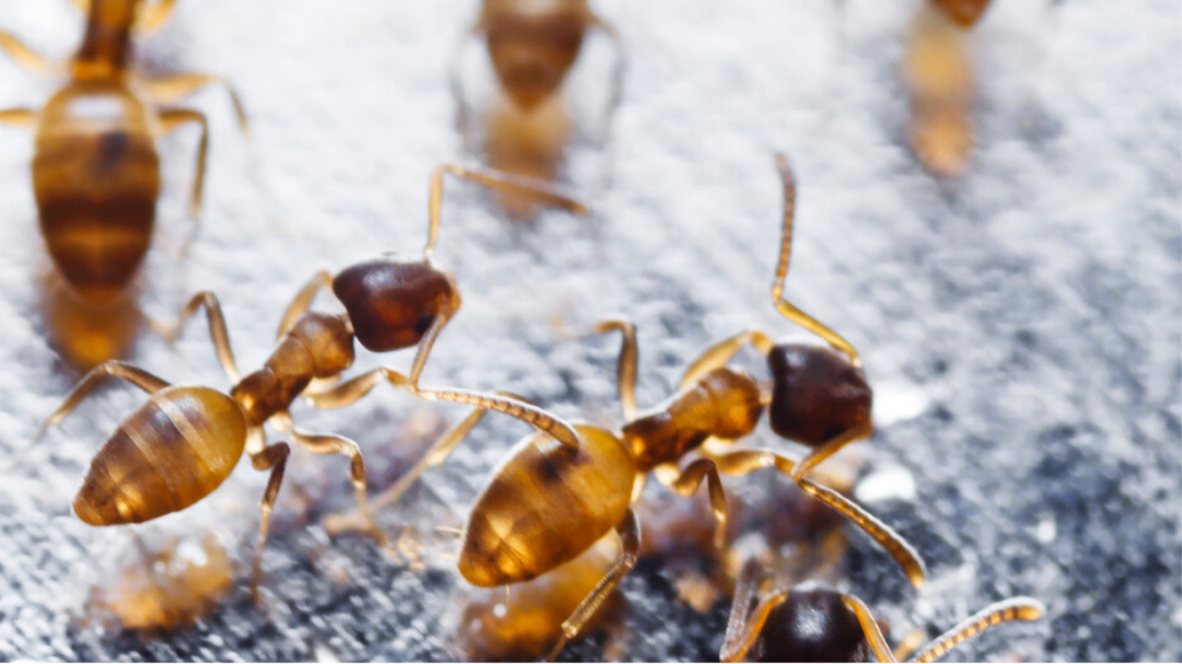 Fire Ants