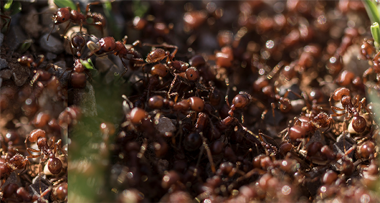 fire ant cluster