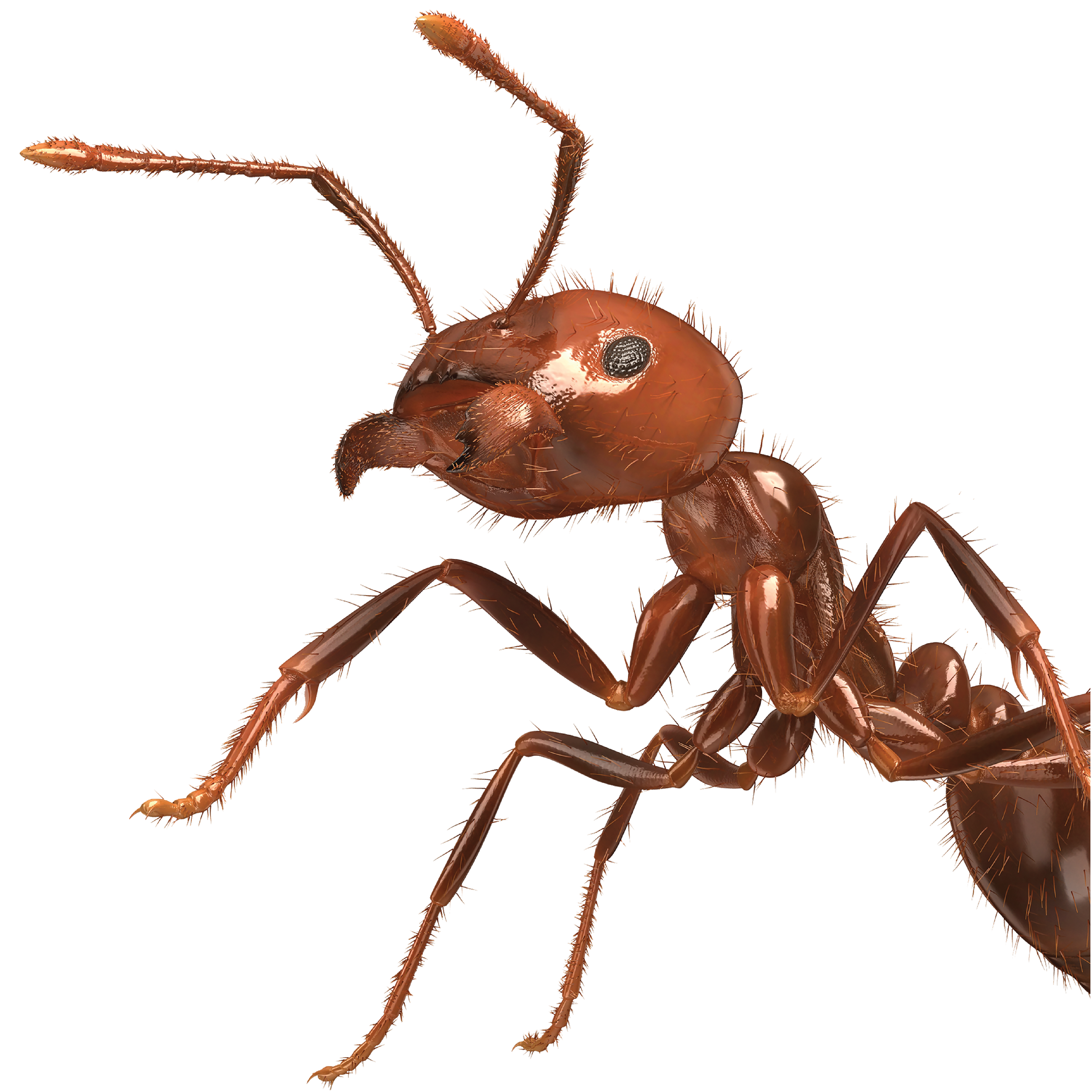 Fire Ant