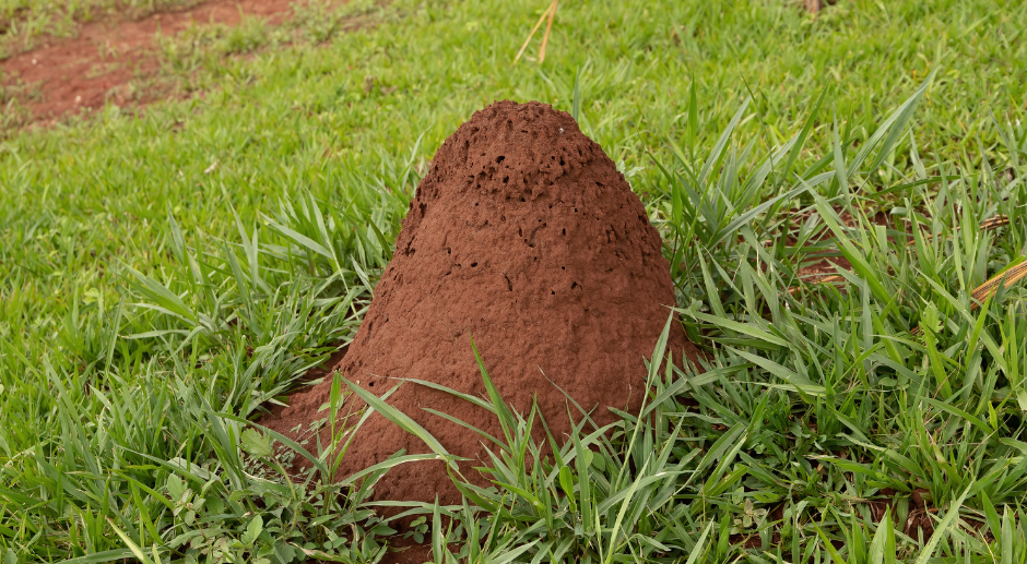 fire ant mound in green grass