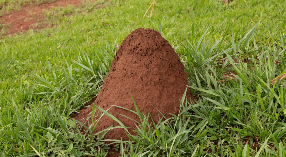 fire ant mounds