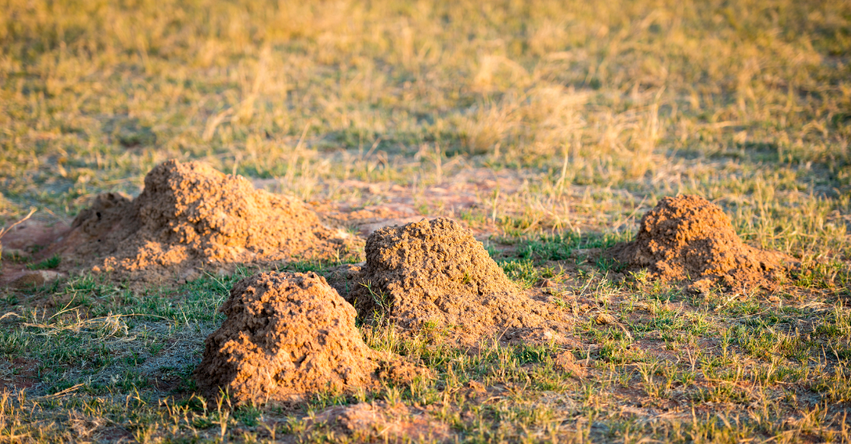 Fire ant mounds