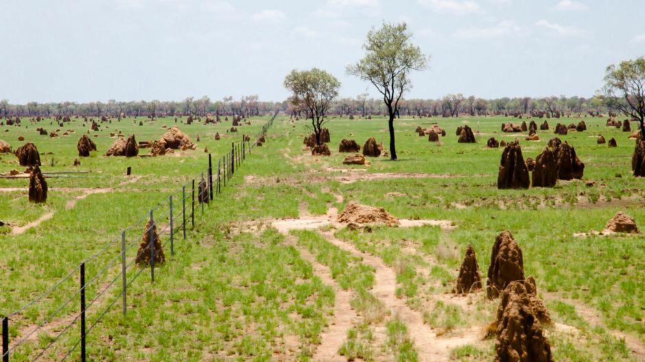 Field of fire ant mounds