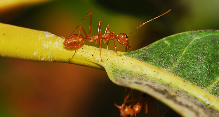 Fire ant crawling on plant