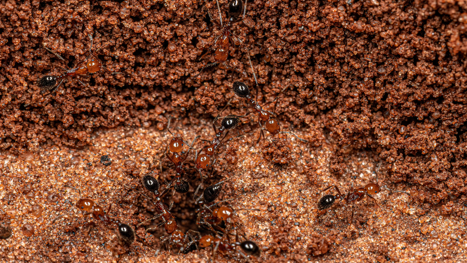 Fire ants entering ant mound
