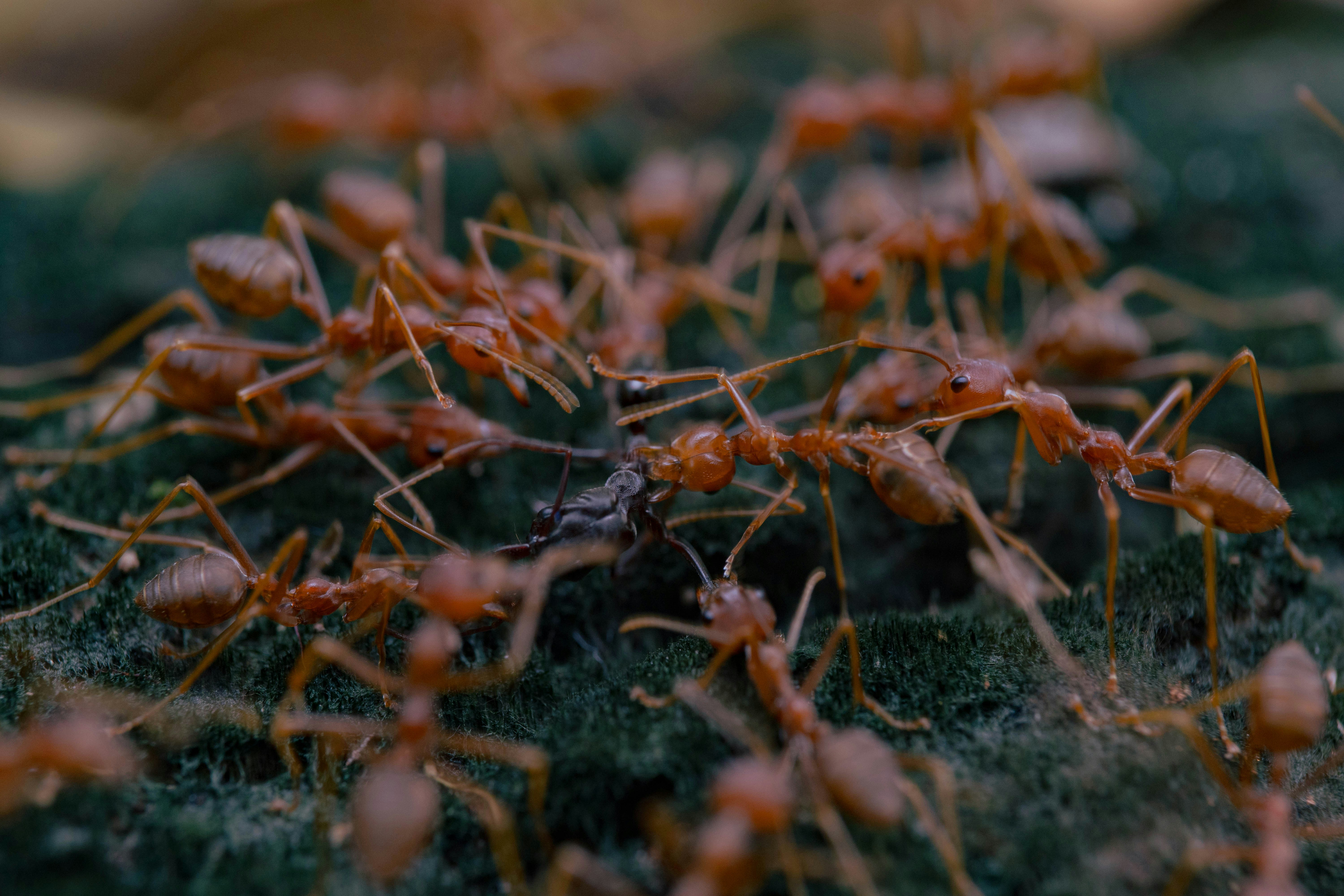 fire ant mounds