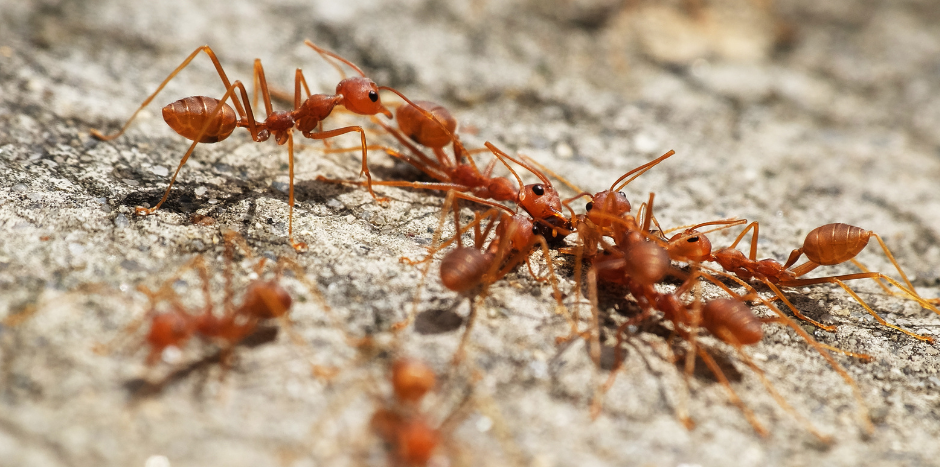 fire ants on ground
