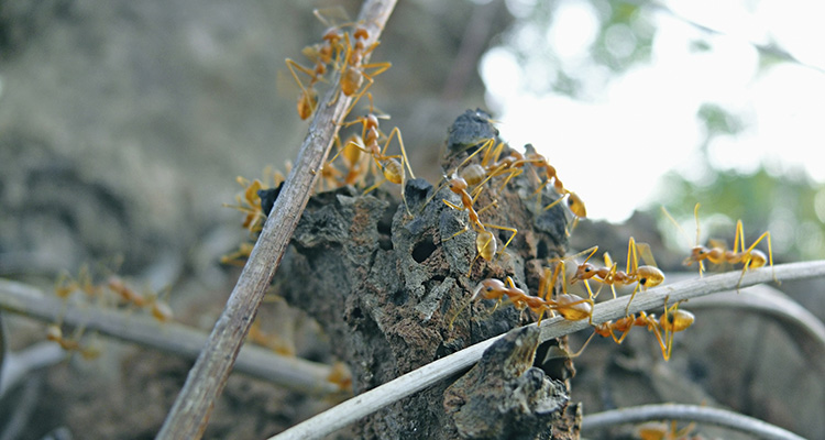 Fire Ant Colony