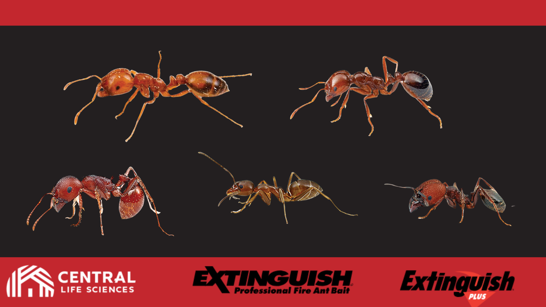 Extinguish plus and ants