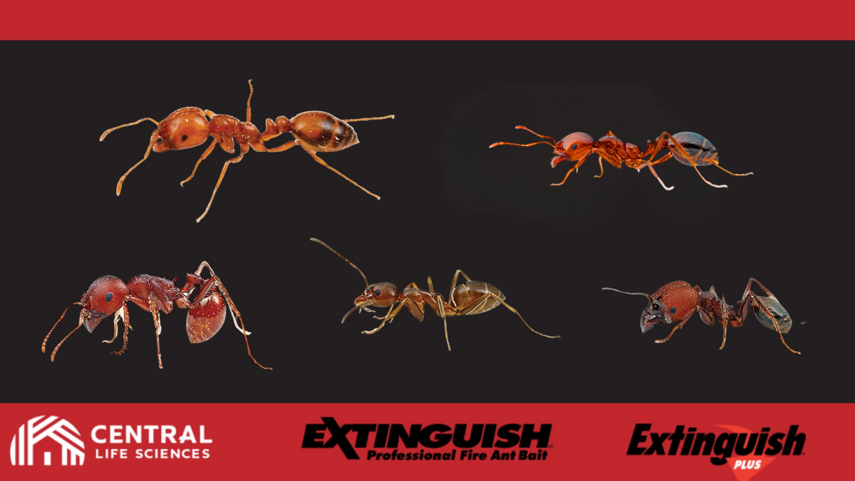 Extinguish plus and ants